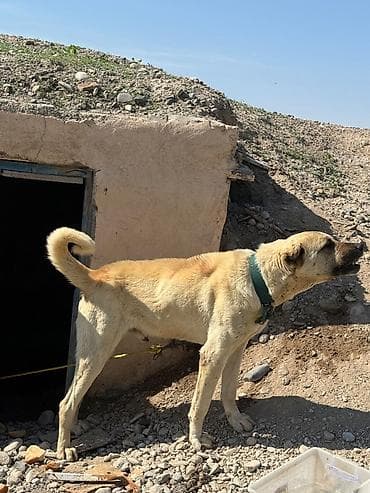 kənd təsərrüfatı heyvanları: İt – böyük cüssəli, açıq-sarı rəngli, qısa tüklü. Boyunluq və möhkəm — 1