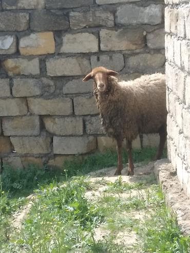bordaq qoyun: Qoyun – yerli cins cavan qoyundu 1ci qarina bogazdi - Fotoşəkillərdə — 3