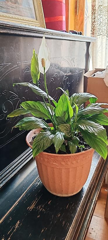 Spathiphyllum (Sülh çiçəyi) – otaq bitkisi - Növ: Spathiphyllum, ağ