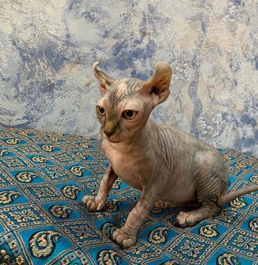 возьму котенка в добрые руки: Sfinks — 3