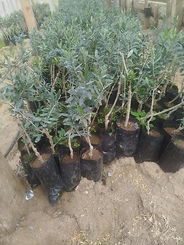 Türkiyənin gemlik sortu olan zeytun ağacları satılır Bağ salmaq