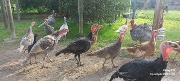 ingilis setter it cinsinin digər adı: Hinduşka sürüsü – müxtəlif rənglər və yaşlar - Təsərrüfat şəraitində — 8