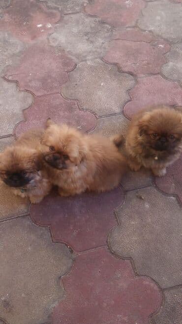 itlərin qiymətləri: Pekines, 2 ay, Ünvandan götürmə — 4