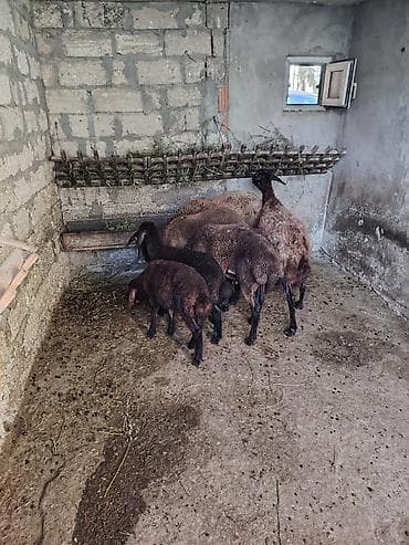 balalı qoyun: Dişi, Qala, il: 1, 55 kq, Damazlıq, Ünvandan götürmə — 8