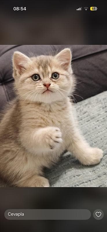 bala pişik pulsuz: Britan — 5