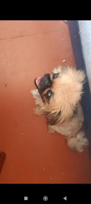 golden retriver it: Pekinez və Pomeranian qarışığı balalar - Cins: Pekinez x Pomeranian — 5