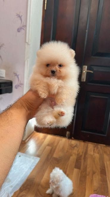 it balaları satilir: Şpitz, Sənədli, Pulsuz çatdırılma — 2