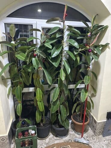 фикус дельтовидный: Fikus təbii elastika (rezin ağacı) – ev/ofis üçün iri ölçülü — 2