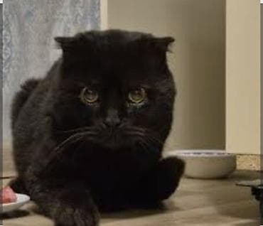 ev pişik adları: Şotland yastı qulaq, Erkək, Yaxşı əllərə, Ödənişli çatdırılma — 2