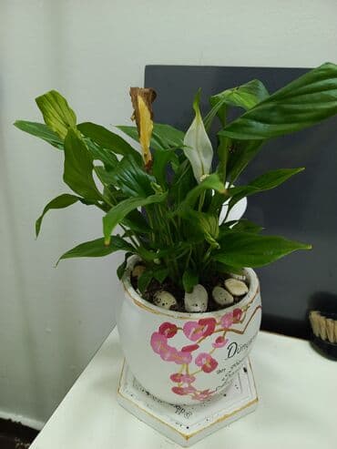 gul sekilleri ekran ucun: Otaq bitkiləri — 1