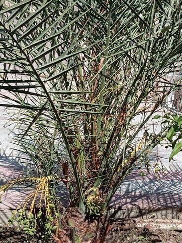 meyvə ağac: Xurma ağacı.22 illik ağacdı.Meyvəsi də var — 2