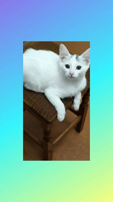 котенок в добрые руки: Самка, В добрые руки — 1