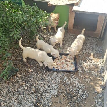 отдам собаку в хорошие руки: Звонок, 5 месяцев — 5