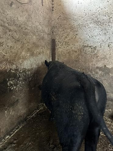 at satilir: Qara rəngli erkək mal-qara (dana/öküz) satılır. Şəkillərdə gördüyünüz — 6