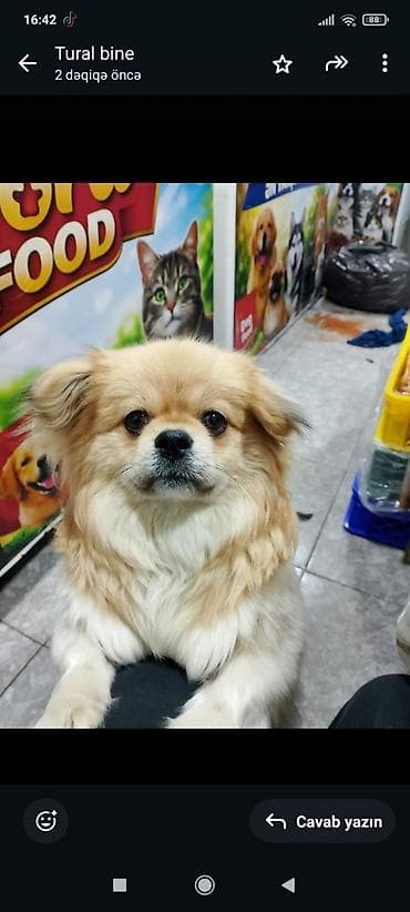 kangal itləri: Pekines — 2