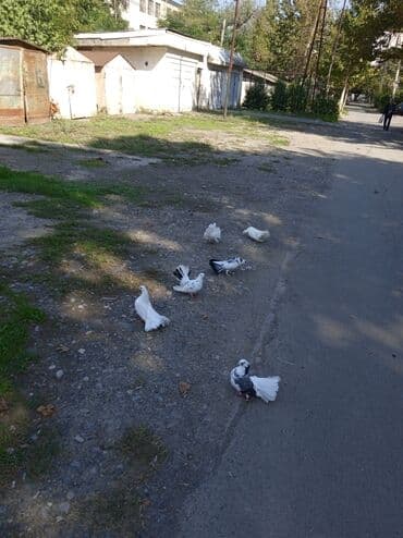 pişik üçün yuva: Məhsul: Bəzək güvənləri (paun/quyruqlu gəvran göyərçinlər) Təsvir: - — 2