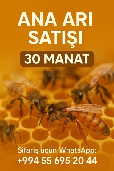 sudluk inekler satışı: Yerli ana arı — 1