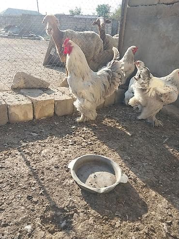 Brama xoruz 70 manat .
xoruz + toyuq 110 manat lalafo.az -da Brama xoruz 70 manat .
xoruz + toyuq 110 manat