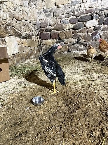 ucuz toyuq satisi: Salam 70 günlük OH şamo satılır fikri çidi olanlar yazsın çolpadı — 1