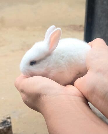 şirin dovşan şəkilləri: Salam.erkek dovsan 7ayliqdir — 5