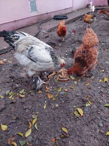 gəncə toyuq: Toyuq, Brama, Damazlıq — 3