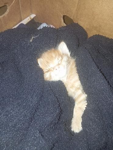 bala pişiy: Yaxşı əllərə — 1