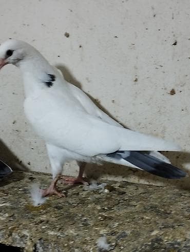 göyercinler: Köhnə boynu göy zərli tam sağlam 50 dənə baladı istəyən yaza və ya — 1