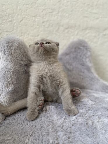 породистые котята даром: Шотландская, Самец, Самка, Самовывоз — 6