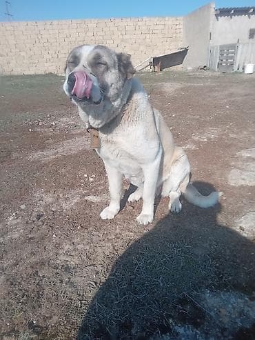 ev pisiyi satisi: Alabay, Peyvəndli — 3