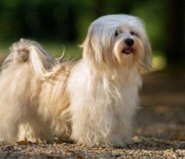 Другие животные: 1 месяц, Самец, С прививками — 10