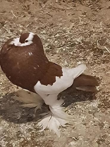 ramanov qoyun satisi: İtlər — 2