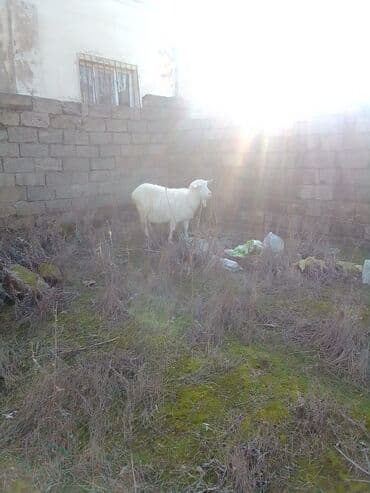 ZİL: Cütü 630 manata keçiler satılır istəyən olsa yazsın video sun atım — 5