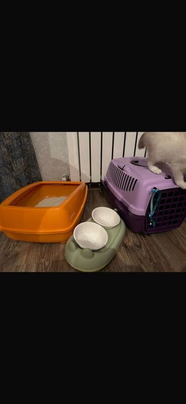 Gəmiricilər: Yaxşı əllərə — 7