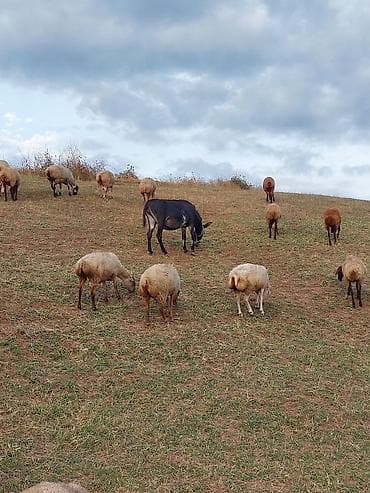 cins ineklerin satisi: Eşşək – işlək kənd təsərrüfatı heyvanı - Nəqliyyat və yükləmə üçün — 3