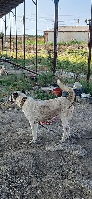 pudil it: Qurdbasar, 2 il, Dişi — 5
