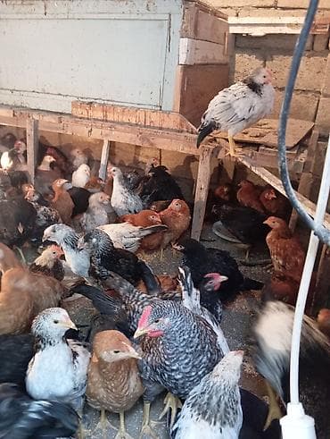 Inəklər, öküzlər: Toyuq cücələri, Ətlik — 5