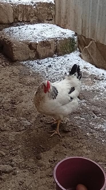 qus yuvasi: Putun növ heyvanların satışı var size ne cür heyvan lazimdasa bize — 2