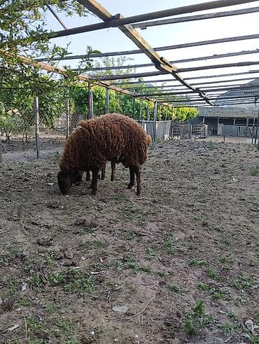 rotveyler satilir: 8 aylıq toyuğlu erkək təmiz qala cinsi qoç satılır.Diri çəkisi 55 — 7
