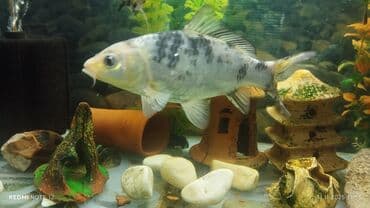 Akvariumlar: Akvaryum üçün tropik balıqlar dəsti - Skalyar (Pterophyllum) növləri — 4