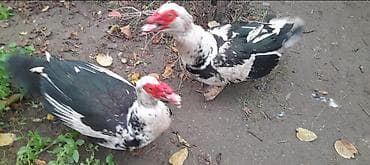 Erkək, | Lal ördək, Damazlıq