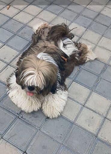 той пудель баку: Ши-тцу — 3