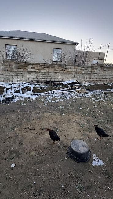 Ördəklər: Məhsul: Gənc toyuqlar (bir neçə baş) Təsvir: - Həyətyanı sahədə — 4