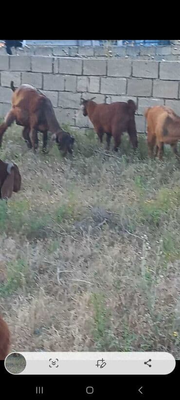 simmental inək cinsi: Dişi, il: 1, Südlük, Ünvandan götürmə — 6