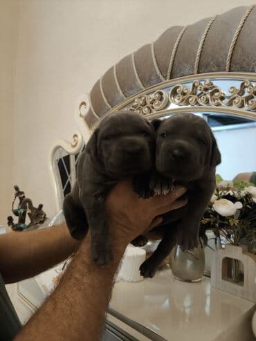 it adları qız: Kane-Korso, 1 ay, Dişi — 4