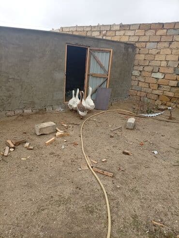 Digər heyvanlar: Salam qazdar satılır 2erkek3disidi super heyvanlardi — 8