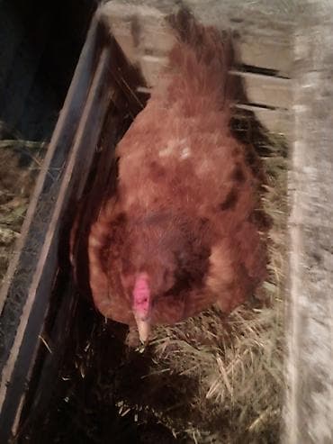 balaca pisik sekilleri: Kurt toyuq — 3