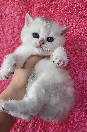 Птицы: Шиншилла — 8