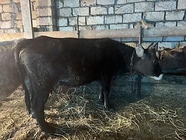 sud veren keci: Dişi, il: 2, Südlük, Ünvandan götürmə — 7