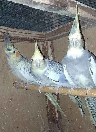 tutu guşu: Diqqet quslarin altinin ve yerinin temizliyine fikir verin — 8