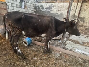 Inəklər, öküzlər: Bakı malıdı tovle malıdı keskılıkdı — 4